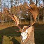 danek-2006---188-cic