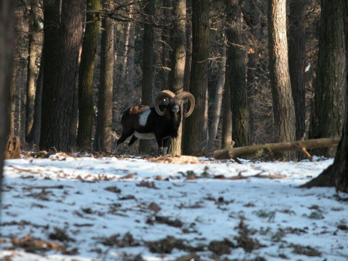 Moravský Krumlov – zvěř