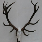 jelen-2004---195-cic-b