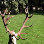 jelen-2004---221-cic