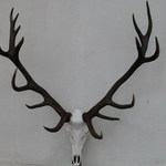 jelen--2005---192-cic-b