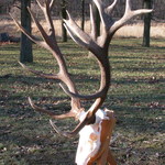 jelen-2005---196-cic-b