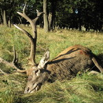 jelen-2005---201-cic