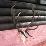 jelen-2006---203-cic