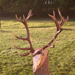 jelen-2006---216-cic