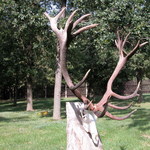 jelen-223-cic-rok-2006