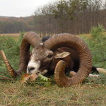 muflon-2006---235-cic